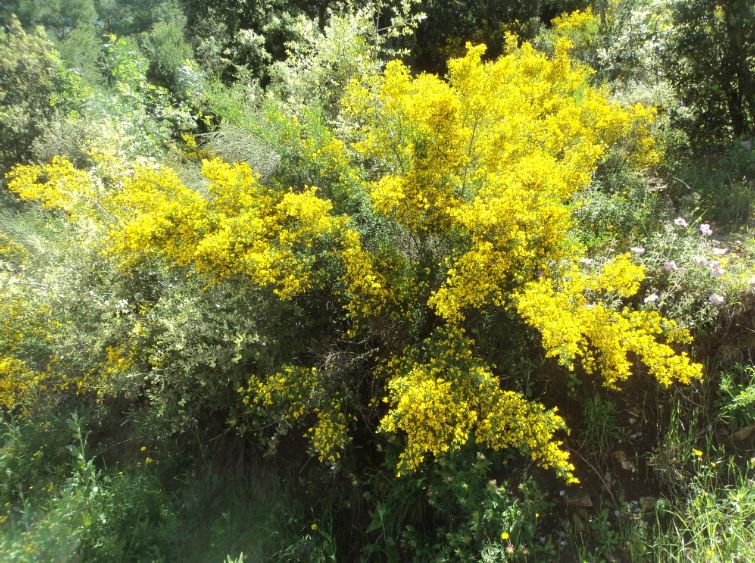 Lemroudj au printemps