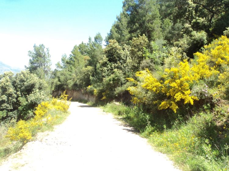 Lemroudj au printemps