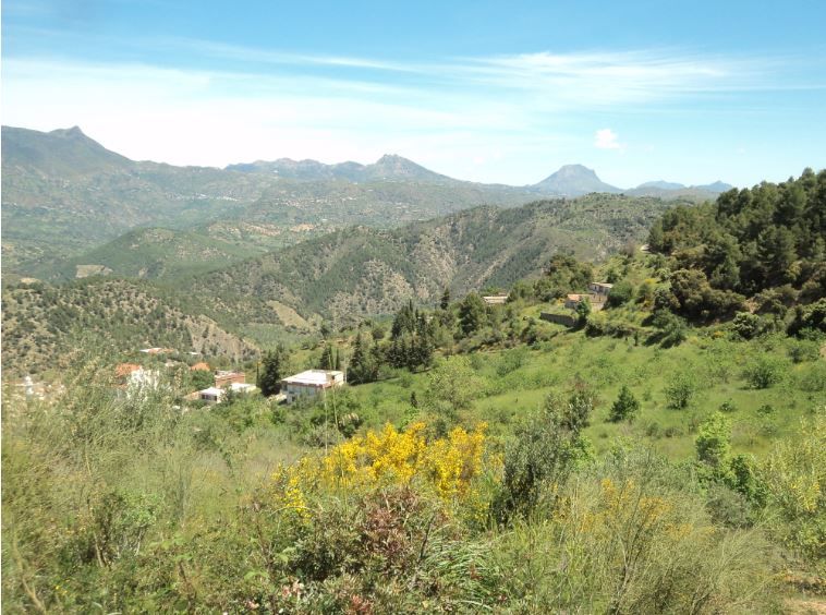 Lemroudj au printemps