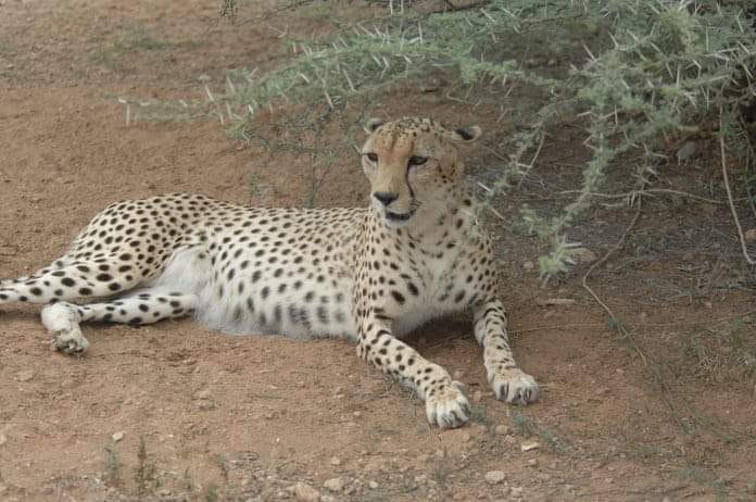 Tamanrasset Le Guépard saharien est de nouveau réapparu dans le parc national de l'Ahaggar après plus de 20 ans de disparition.