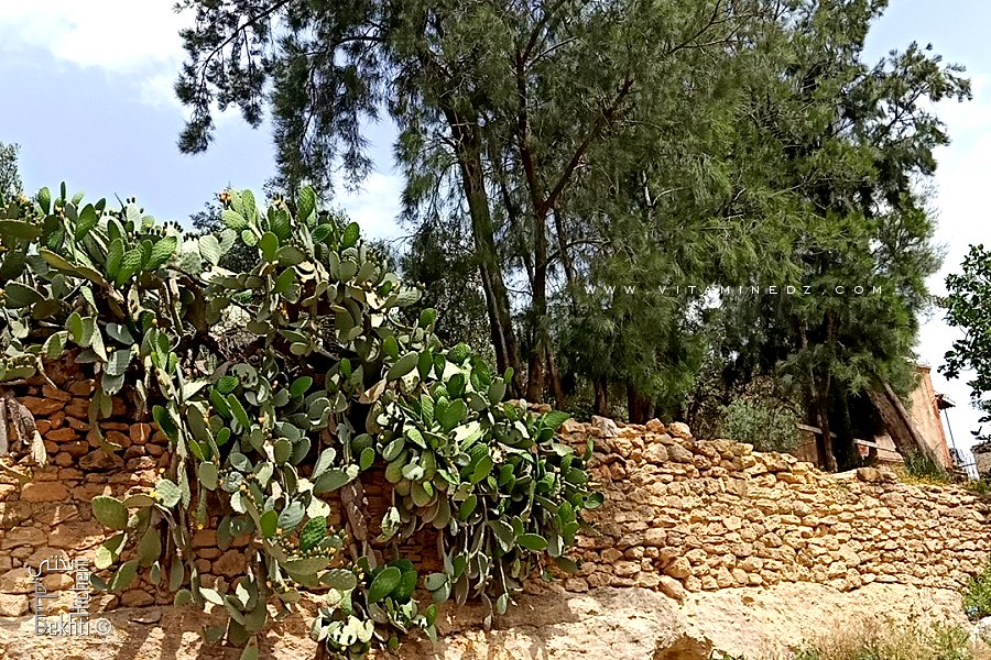 Ain El Hadjar : muret de pierre avec figuier de barbarie