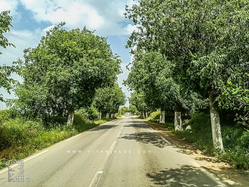 Route de Beni Mester venant de Mansourah (Tlemcen)