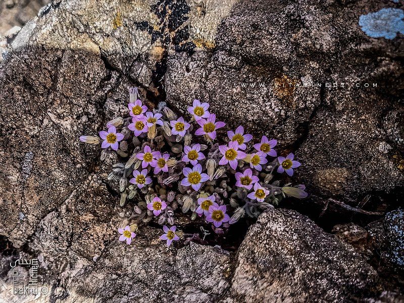 Magnifiques fleurs du Parc national de Tlemcen