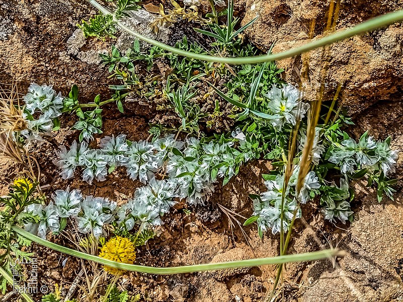 Qui connaît le nom de ces Magnifiques fleurs du Parc national de Tlemcen?