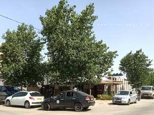 Café les supporteurs, Abou Tachefine (Tlemcen)