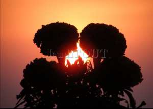 Fleurs-Coucher de soleil