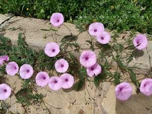Fleurs de Liseron (plante sauvage)