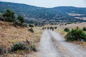 Troupeau de moutons à Beni Yahia (Douar Sidi Mbarek)