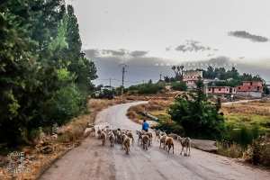 Troupeau de moutons rentrant au village d'El Mefrouche.