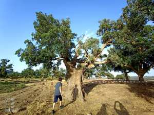 Magnifiques chênes centenaires à la forêt d'Ahfir (Tlemcen)