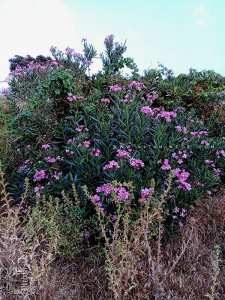 Eddefla ou Laurier rose très familière des oueds et sources d'eau
