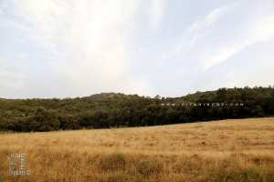 Réserve de Chasse du nom du Chahid Mohamed Bouzidi dit Ogb Ellil (Moutas)