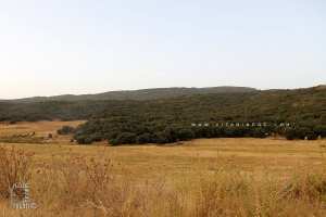 Tlemcen : Lâcher de 8 gazelles de Cuvier et 15 mouflons à manchettes dans la réserve de Moutas