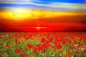 Les Coquelicots VéroniKaH ... Artiste peintre