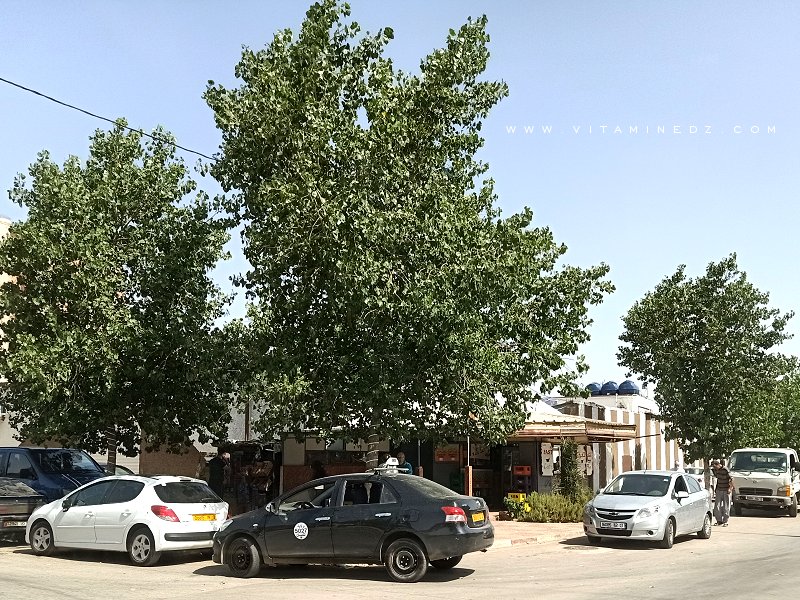 Café les supporteurs, Abou Tachefine (Tlemcen)