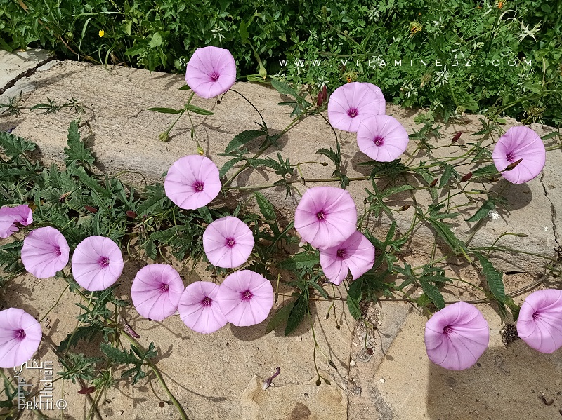 Fleurs de Liseron (plante sauvage)