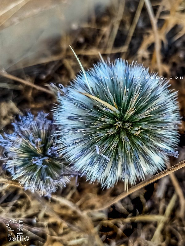 Fleur sauvage, Parc national de Tlemcen (Ain Fezza)