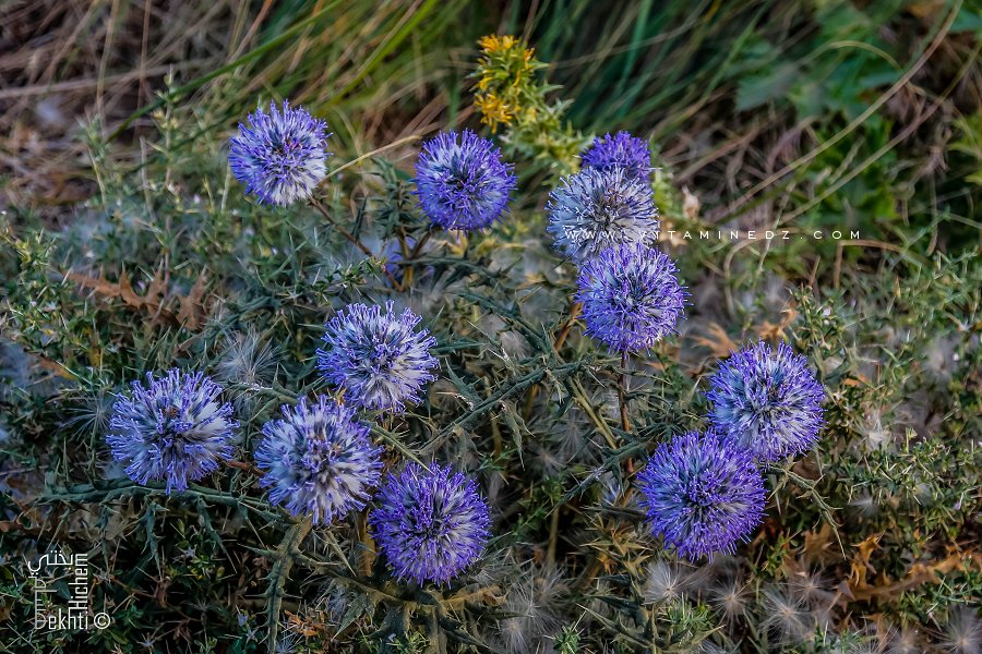 Les fleurs sauvages sont les plus belles !