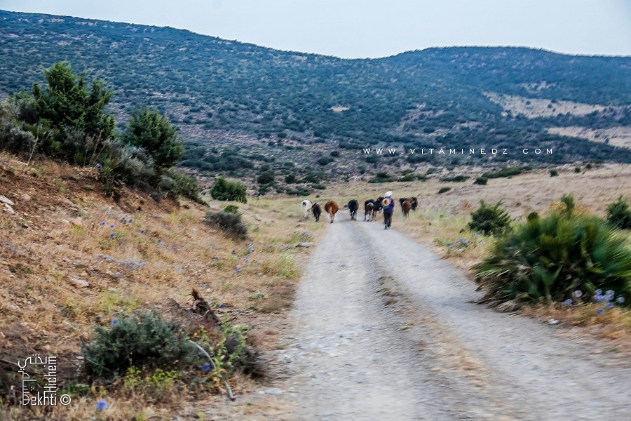 Troupeau de moutons à Beni Yahia (Douar Sidi Mbarek)