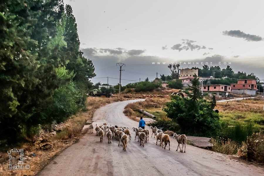 Troupeau de moutons rentrant au village d'El Mefrouche.