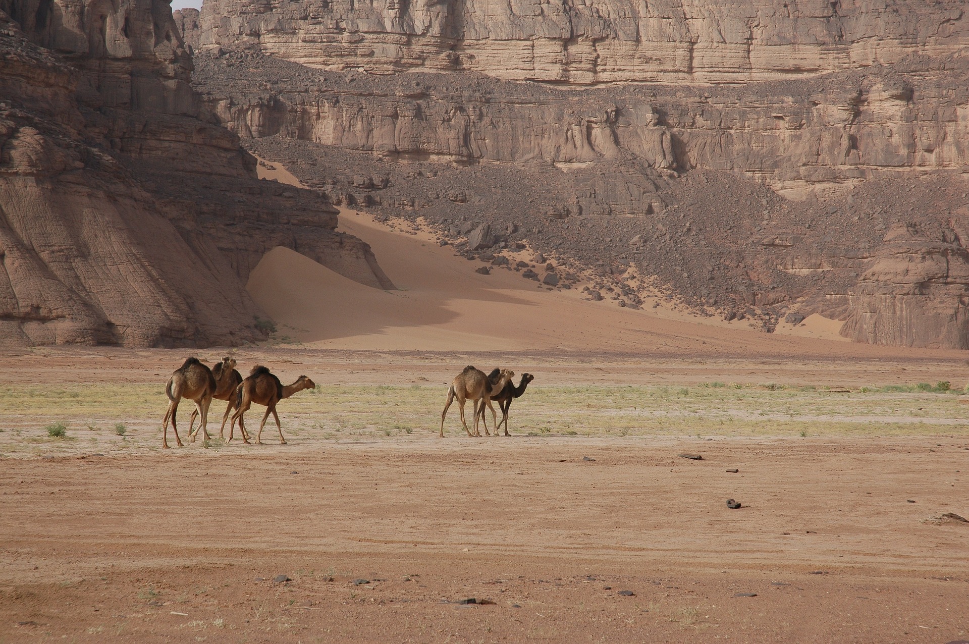Chameaux du sahara algérien