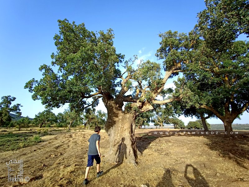 Magnifiques chênes centenaires à la forêt d'Ahfir (Tlemcen)