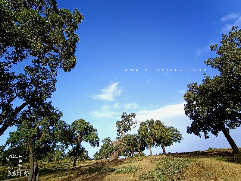La forêt de Hafir (Tlemcen) un vrai havre de paix