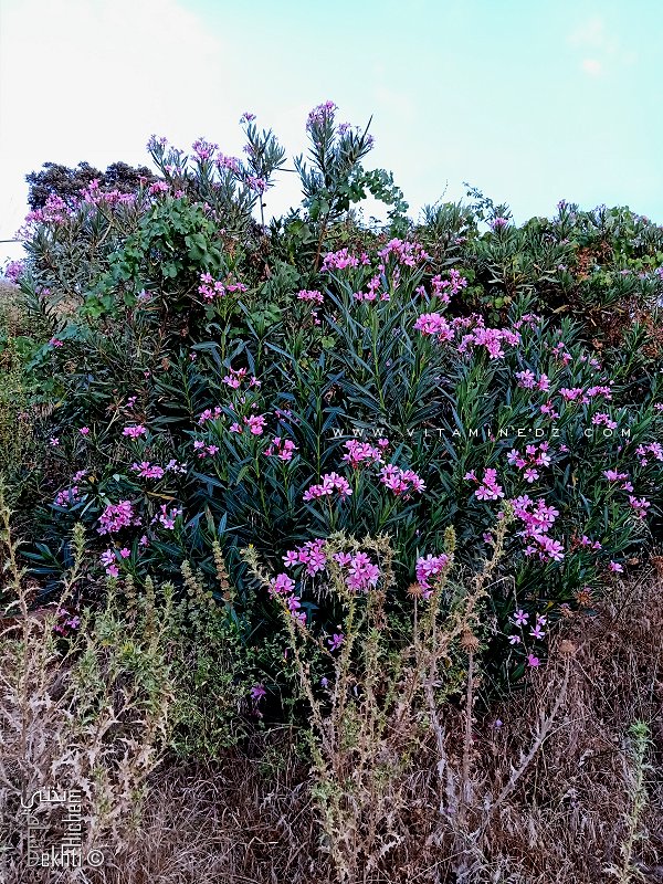Eddefla ou Laurier rose très familière des oueds et sources d'eau