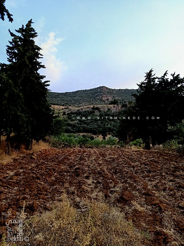 Champ près de Ain Bou Ighzene dans la vallée de Ahl Ghafer