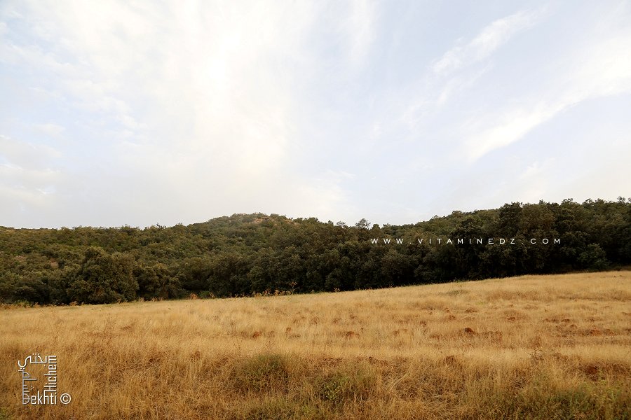 Réserve de Chasse du nom du Chahid Mohamed Bouzidi dit Ogb Ellil (Moutas)