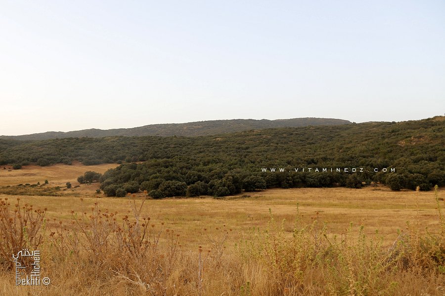 Tlemcen : Lâcher de 8 gazelles de Cuvier et 15 mouflons à manchettes dans la réserve de Moutas