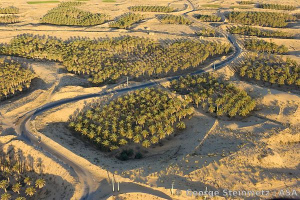 نموذج للغيطان