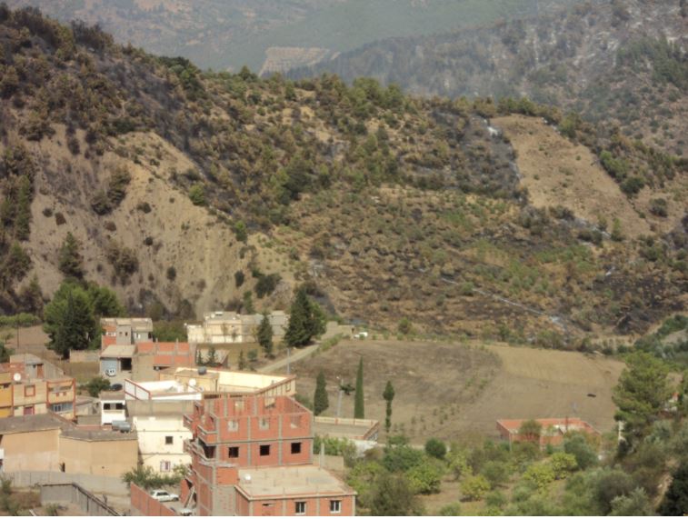 Oliveraie ravagée par un incendie