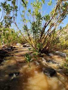 حظيرة الأهقار الوطنية  إسقراسن  بصحراء بلدية إدلس _تمنراست