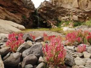 حظيرة الأهقار الوطنية  إسقراسن  بصحراء بلدية إدلس _تمنراست