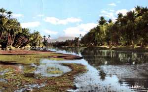 BECHAR- La palmeraie