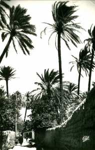 Laghaouat- La grande Seguia