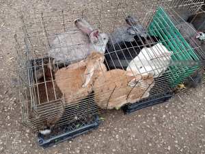 Vente de lapins domestiques au marché de Tlemcen