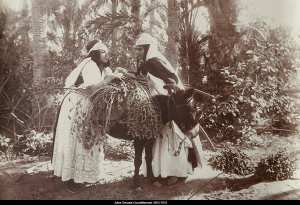 Jules Gervais-Courtellemont photographie l'Algérie