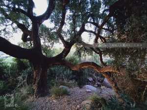Chêne liège dans la forêt de Zarifet