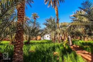 Ksar Guetour, les jardins luxuriants