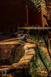 Oasis de Guentour dans le Gourara