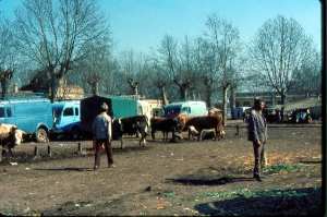 Boufarik-Vente de bétail