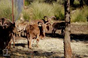 ENCLOS A MOUFLON A MANCHFTTES (AMMOTRAGUS LERVIA)