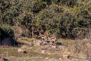 LA GAZELLE DE CUVIER (GAZELLA CUVIER) غزال الجبال