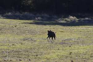Sanglier à la réserve de chasse de la Moutas