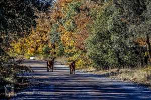 Mouflons à manchette lachés dans la réserve de chasse de Moutas (Tlemcen)
