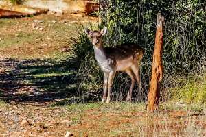 Petit faon de Gazelle de Cuvier (Réserve naturelle de Moutas - Tlemcen)