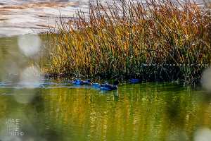 Petit lac artificiel à la réserve de Chasse de Moutas