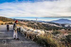 Berger de Sidi Abdellah (Beni Khellad)